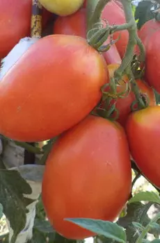 Семена Томат "Мязина Л.А." Царевна Лебедь розовый F1 10шт