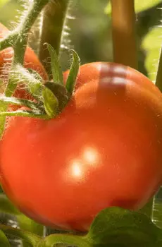 Семена Томат "Мязина Л.А." Челяба 5шт