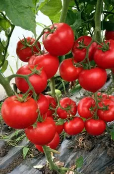 Семена Томат "Мязина Л.А." Черрималинка 5шт