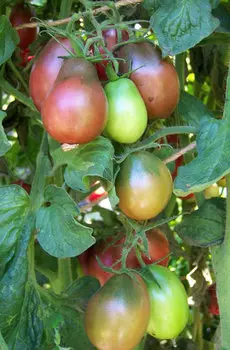 Семена Томат "Мязина Л.А." Фиолетовая груша Эвана 5шт