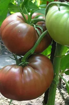 Семена Томат "Мязина Л.А." Генри О’Сена 5шт