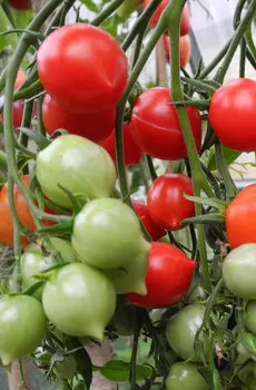 Семена Томат "Мязина Л.А." Гераниум Кисс 5шт