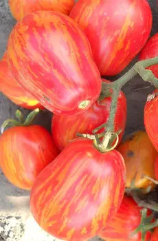 Семена Томат "Мязина Л.А." Кабанята 5шт