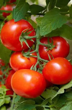 Семена Томат "Мязина Л.А." Карлик нос 5шт