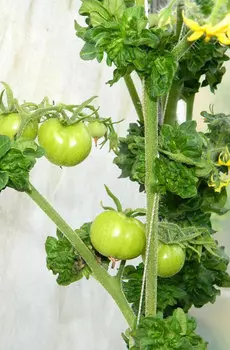 Семена Томат "Мязина Л.А." Колоновидный 5шт