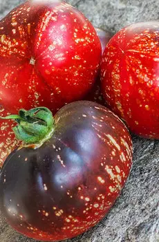 Семена Томат "Мязина Л.А." Космос 5шт