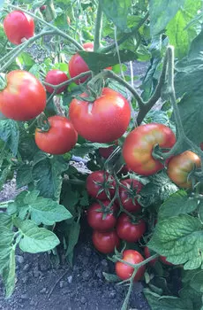 Семена Томат "Мязина Л.А." Квочка розовая 10шт