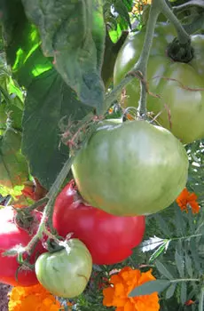 Семена Томат "Мязина Л.А." Лихач Вилс 5шт