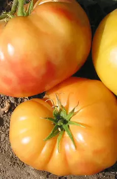 Семена Томат "Мязина Л.А." Листопад 10шт