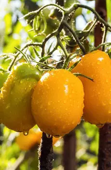 Семена Томат "Мязина Л.А." Манго-Мохито 5шт