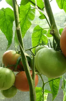 Семена Томат "Мязина Л.А." Мазарини засолочный 5шт