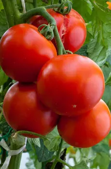 Семена Томат "Мязина Л.А." Наседка 10шт