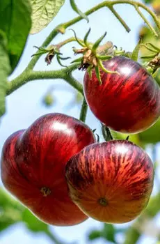 Семена Томат "Мязина Л.А." Прекрасный пышный 5шт