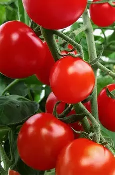 Семена Томат "Мязина Л.А." Раннее диво 5шт