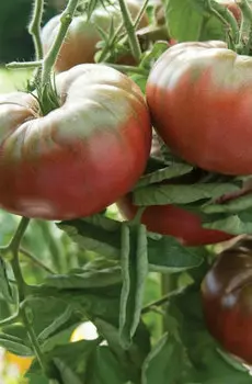 Семена Томат "Мязина Л.А." Ручей фиолетовой собаки 5шт