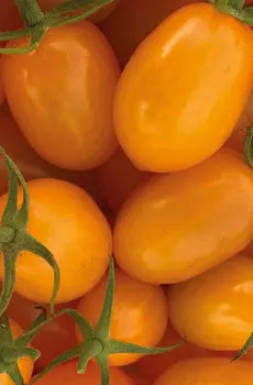 Семена Томат "Мязина Л.А." Северное чудо оранжевое 5шт