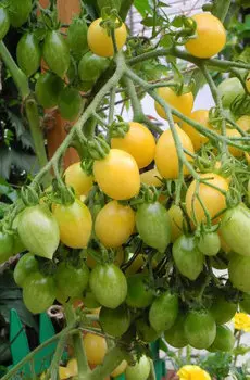 Семена Томат "Мязина Л.А." Штурмовик Норман 5шт