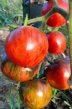 Семена Томат "Мязина Л.А." Убеждение 5шт