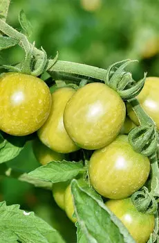 Семена Томат "Мязина Л.А." Зеленый реликтовый 5шт