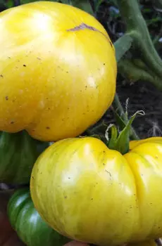 Семена Томат "Мязина Л.А." Желтое сияние 5шт