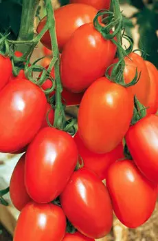 Томат "Аэлита" Де Барао смесь 0,1г