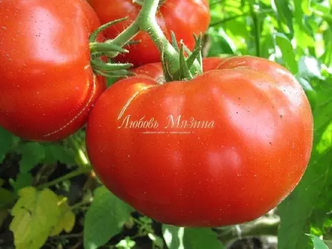 Томат "Мязина Л.А." Алые паруса 10шт