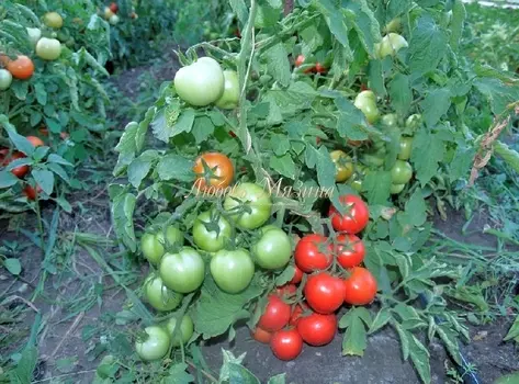 Томат "Мязина Л.А." Атлет F1 10шт
