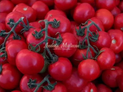 Томат "Мязина Л.А." Белоснежка 10шт