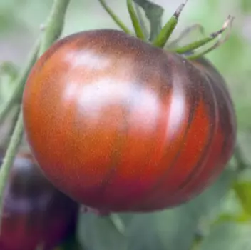 Томат "Мязина Л.А." Блю скай 5шт