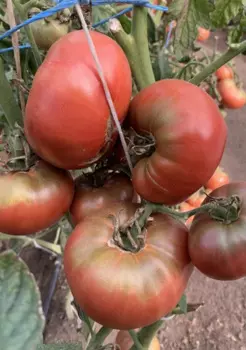 Томат "Мязина Л.А." Чероки пурпурный 10шт