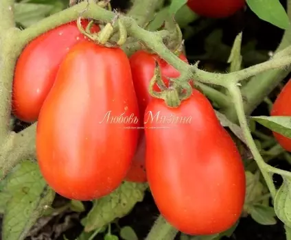Томат "Мязина Л.А." Дамские пальчики 10шт