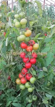 Томат "Мязина Л.А." Детский сад 10шт