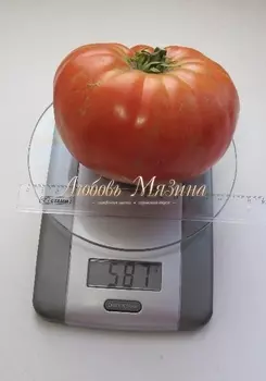 Томат "Мязина Л.А." Добрый молодец 10шт