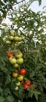 Томат "Мязина Л.А." Ерофеич F1 10шт