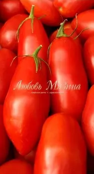 Томат "Мязина Л.А." Фрегат 10шт
