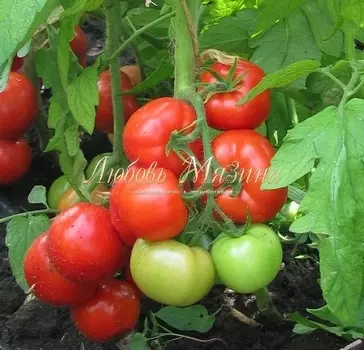 Томат "Мязина Л.А." Экстремал 10шт