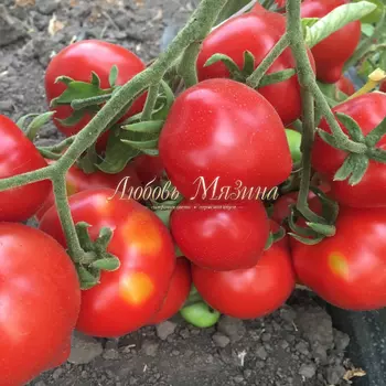 Томат "Мязина Л.А." Юбилейный Таросенко 5шт