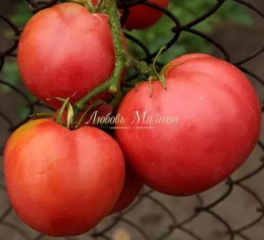 Томат "Мязина Л.А." Кудесник 10шт