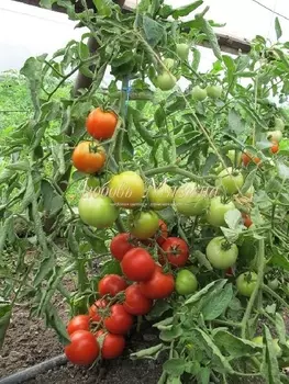 Томат "Мязина Л.А." Морозко F1 0,03г