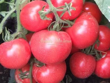Томат "Мязина Л.А." Московский 10шт