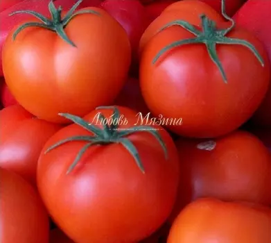 Томат "Мязина Л.А." Очарование 10шт