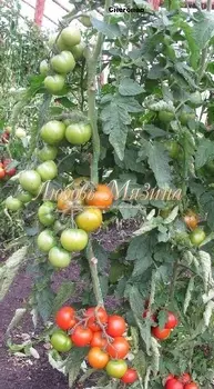 Томат "Мязина Л.А." Снегопад F1 10шт