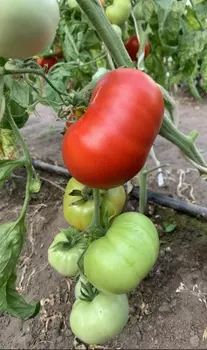 Томат "Мязина Л.А." Валдайский ранний 10шт