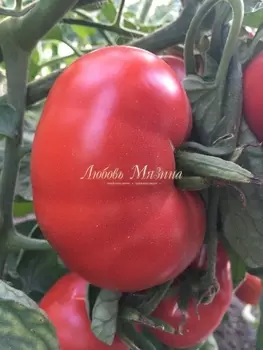 Томат "Мязина Л.А." Выставочный 5шт