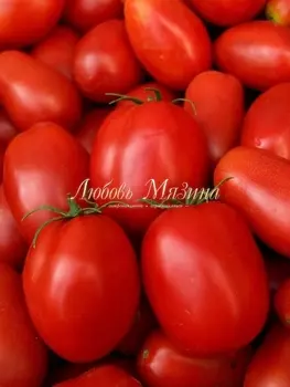 Томат "Мязина Л.А." Застольный 10шт