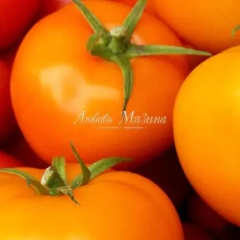 Томат "Мязина Л.А." Золотая теща 0,03г