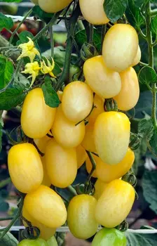 Томат "Русский огород" Финик белый F1 4шт