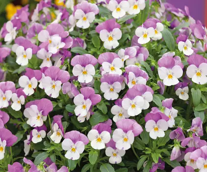 Виола "Сады России" Розовые крылья 10шт