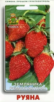 Земляника ремонтантная "Поиск" Руяна 100шт