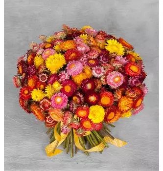 Букет из 101 Helichrysum